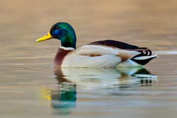Mallard duck drake floating in the lake. With reflection in calm water surface. Blurred background, copy space. Genus  Anas platyrhynchos.