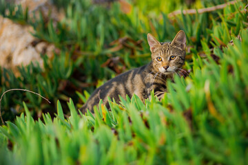 Katze im Gras