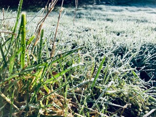 grasses close up covered with fine frost