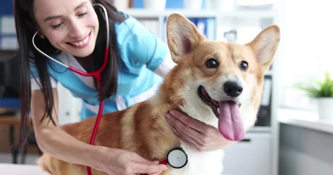 Woman veterinarian listens to dog heartbeat with stethoscope in clinic