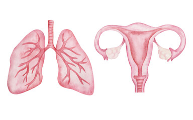Watercolor illustration of hand painted pink abstract anatomical scheme of women reproductive system organs, ovary, uterus, vagina, fallopian tubes, cervix and human lungs. Banner of internal organs