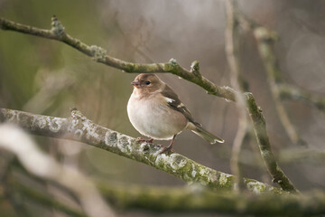 A female chaffinch perched on a branch