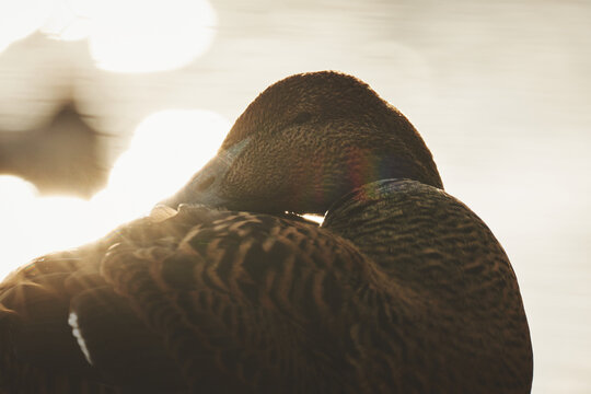 A close up of a female eider duck