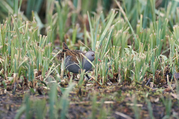 Obraz premium A water rail hiding in the grasses 