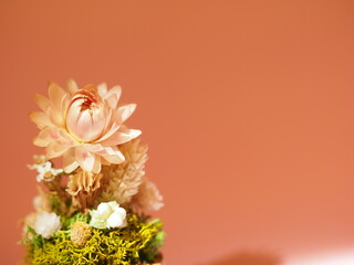 プリサーブドフラワーの背景（ピンク系）