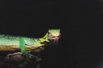 Emerald Monitor 