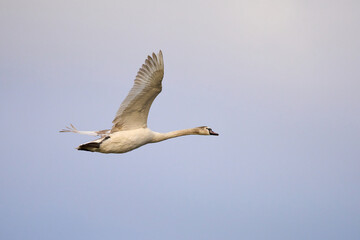 A swan flies in the fading light