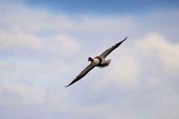 A shelduck flying in blue skies