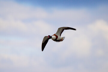 A shelduck flying in blue skies