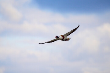 A shelduck flying in blue skies