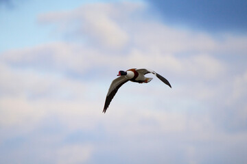 A shelduck flying in blue skies
