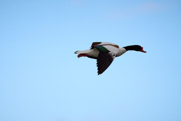 A shelduck flying in blue skies