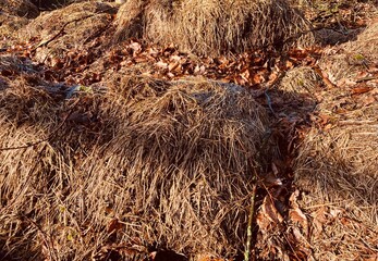 autumn atmosphere with brown leaves on a pile of straw shone by the sun