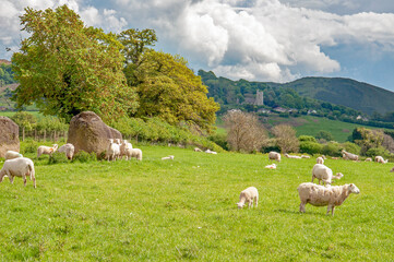 Obraz premium Flock of sheep on a meadow
