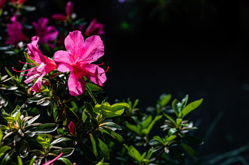 blooming rhododendron