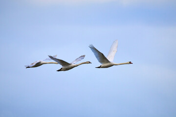 Obraz premium A family of swans flying