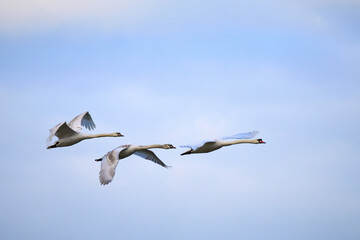 A family of swans flying © Jamie