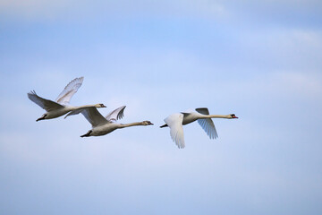 A family of swans flying