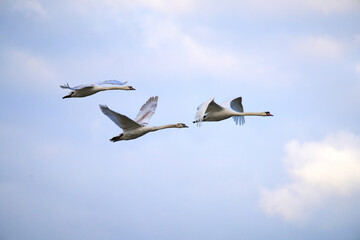 A family of swans flying