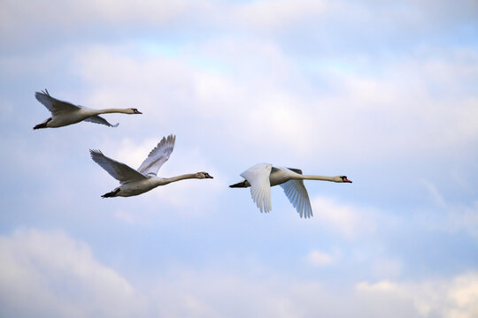 A family of swans flying