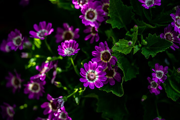 blooming cineraria