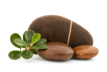 Banyan Tree or Ficus annulata and stones isolated on white background with clipping path.