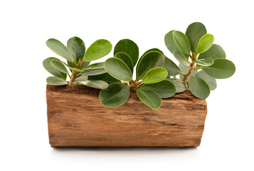 Banyan Tree or Ficus annulata isolated on white background with clipping path.