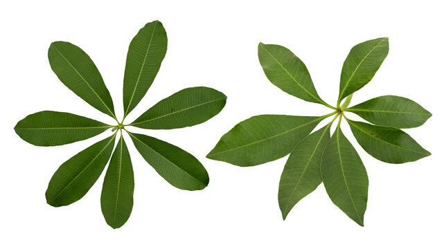 Devil tree or Alstonia scholaris green leaves  isolated on white background with clipping path.