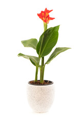 Cannaceae or canna lily tree isolated on white background.