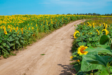 Country road in blooming sunflower field view - 494676756