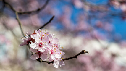 Kirschblüten