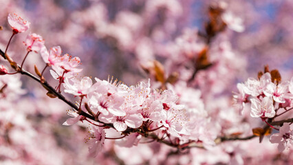 Kirschbütenexplosion