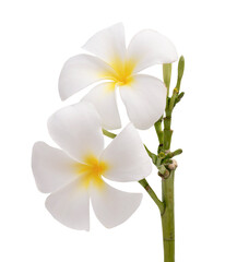 Fototapeta na wymiar Plumeria flowers isolated on white background white clipping path.