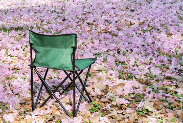 Field chair and falling tabebuia rosea flowers on the ground.