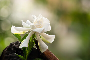 Obraz na płótnie Canvas Cape jasmine flower on bokeh nature background.