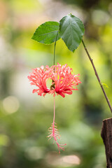 Fringed hibiscus flower on nature background.