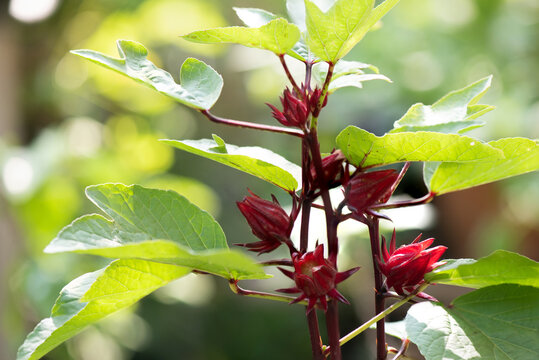 Fresh rosella fruits on nature background.