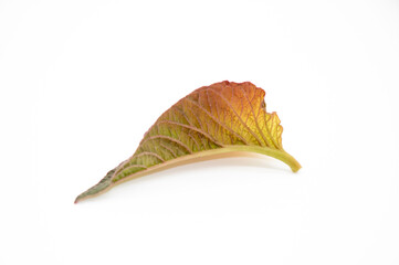 Fototapeta premium vegetable leaves isolate on white background