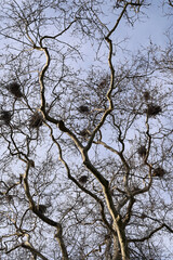 Many bird nests on the branches of leafless plane trees