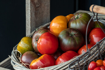 Harvest of ripe tomatoes of different varieties inside a rustic basket.