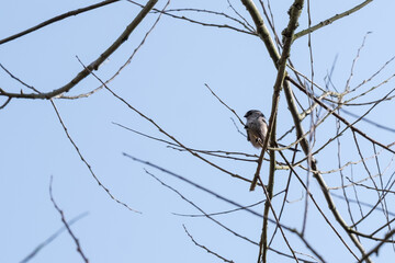 Long-tailed-tit bird on a branch in spring