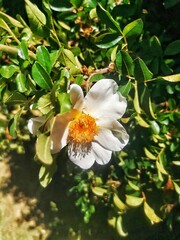 tree flowers