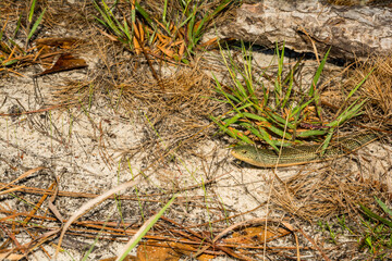 Eastern Glass Lizard - Ophisaurus ventralis