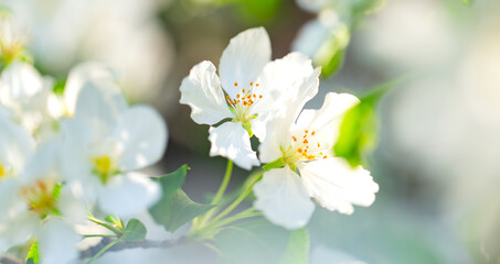 White flowers of blooming apple tree in springtime on a warm sunny day.
