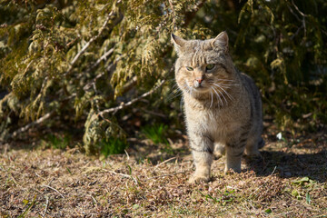 Cat portrait. A pretty cute cat looks to the side. View from front. Cat background. Animal commercial concept.