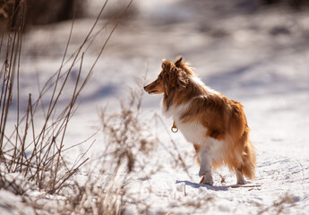 sheltie on a walk in winter. little collie