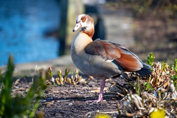 Egyptian Goose (Alopochen aegyptiacus)