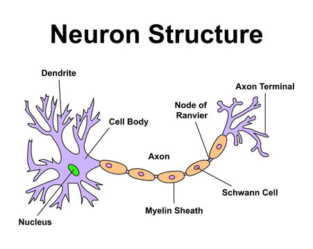 Scientific Designing of Neuron Structure. Colorful Symbols. Vector Illustration.