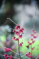 Hamamelis