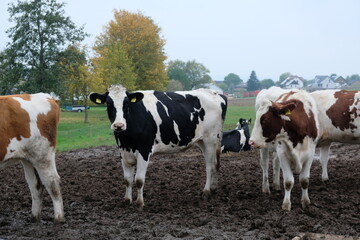 Fototapeta na wymiar FU 2020-10-17 Gerolstein 164 Im Schlamm stehen Kühe